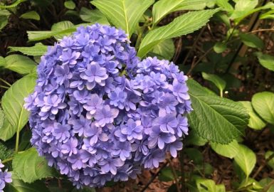 筥崎宮のあじさいまつり