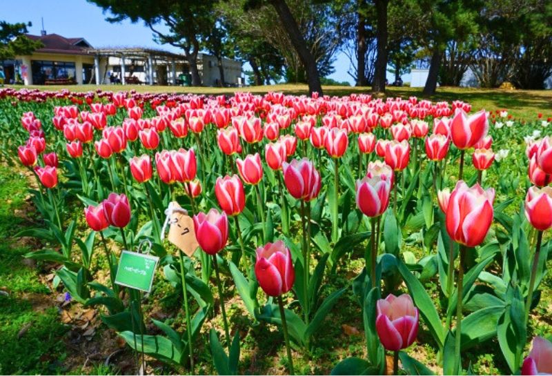 海の中道海浜公園　チューリップ