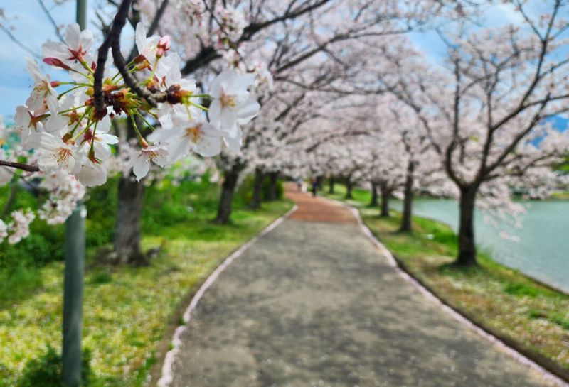 駕与丁公園の桜