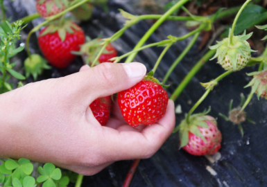 福岡でいちご狩り