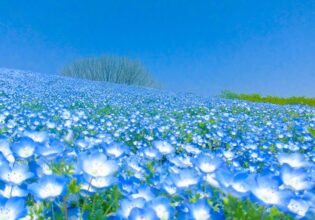 海の中道フラワーピクニックのイベント情報