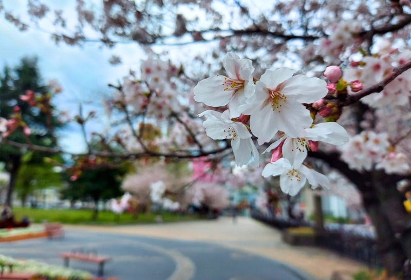 冷泉公園の桜