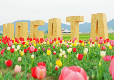 おがたチューリップフェア