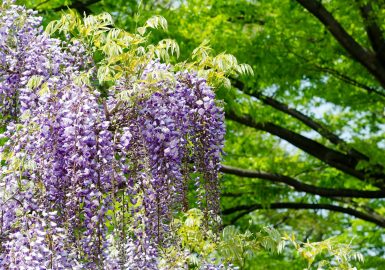 柳川市の中山大藤まつり