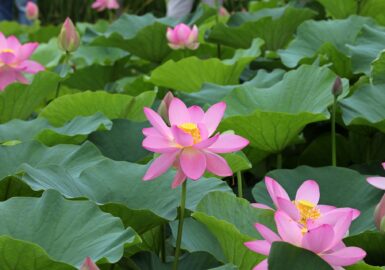 千栗土居公園のハス
