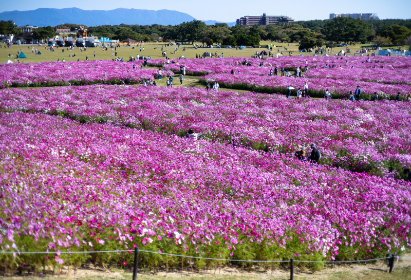 海の中道 コスモス