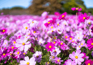 うみなか＊はなまつり