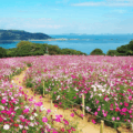 能古島に咲く約50万本のコスモス!見頃は10~11月