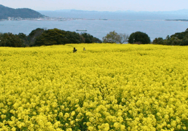 能古島の菜の花