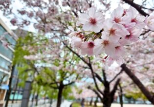 福岡の桜　花見スポット