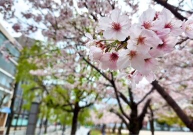福岡の桜　花見スポット