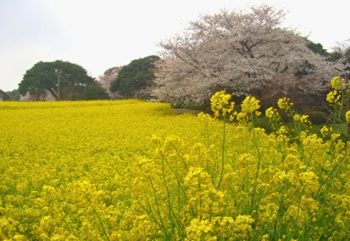 能古島の菜の花